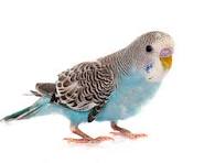 55,600+ Parakeet Stock Photos, Pictures & Royalty-Free ...