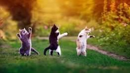 11,800+ Dancing Cat Stock Photos, Pictures & Royalty-Free ...